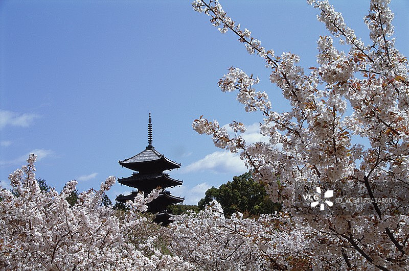 日本京都府仁和寺图片素材