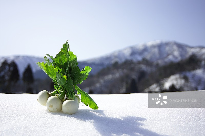 雪地里的芜菁甘蓝图片素材