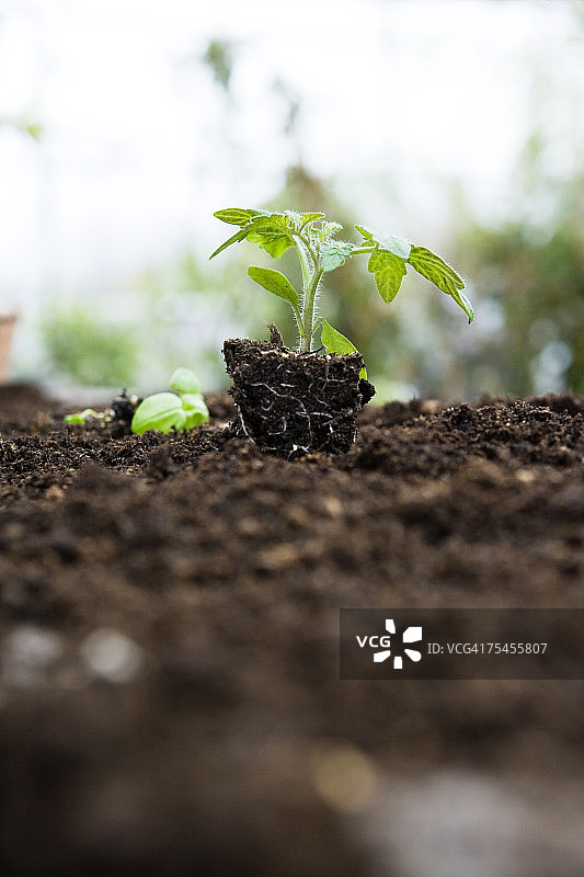 番茄植株特写图片素材