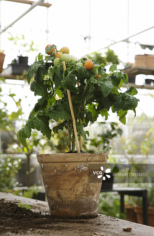 温室里的番茄植株图片素材