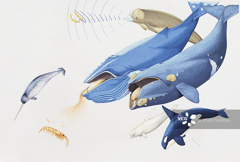 虎鲸、蓝鲸与须鲸图片素材