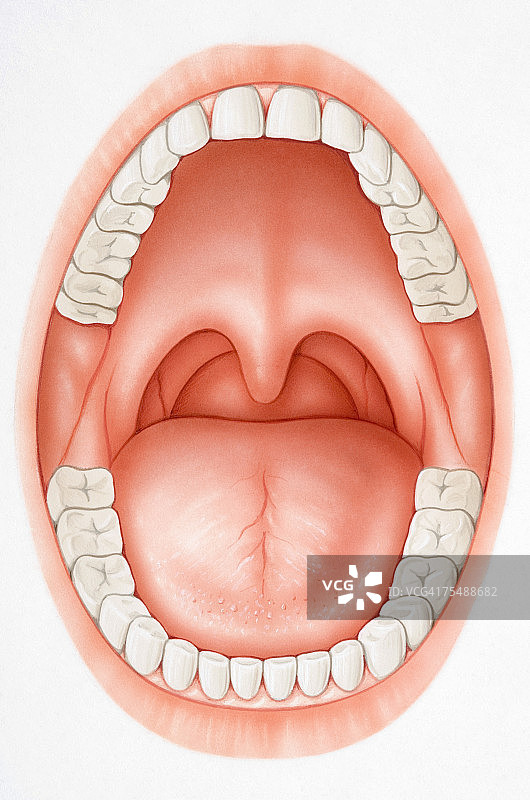 张开的嘴巴露出牙齿和舌头图片素材