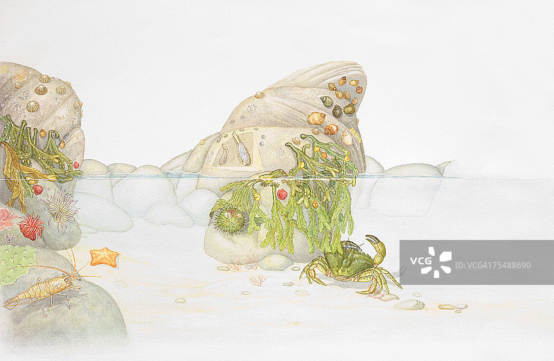 岩石池中带壳生物截面水下景观图片素材