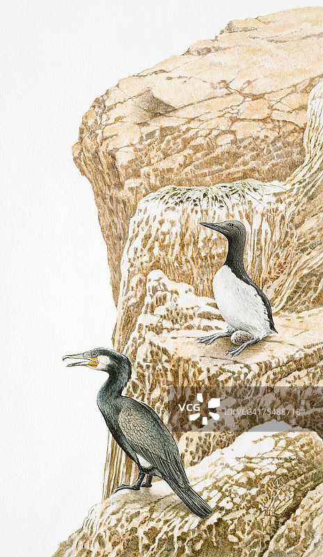 海崖上的海鸟：鸽子海鸠守护着卵，普通鸬鹚栖息在岩石边缘图片素材