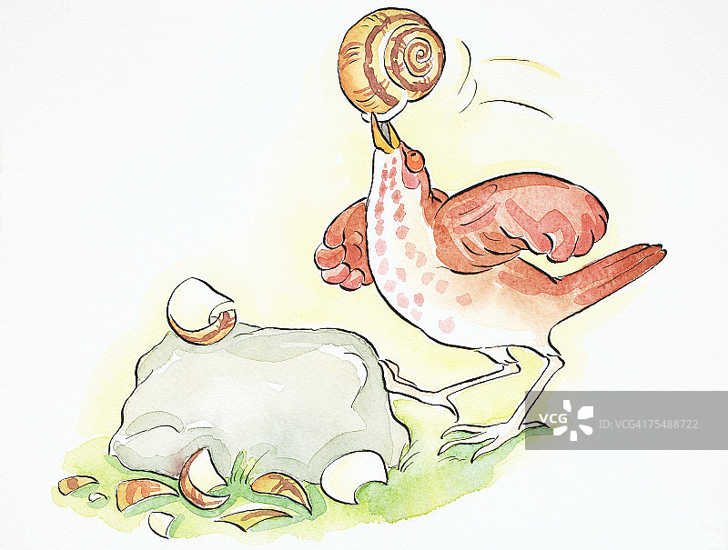 卡通画眉鸟将蜗牛壳砸向石头图片素材