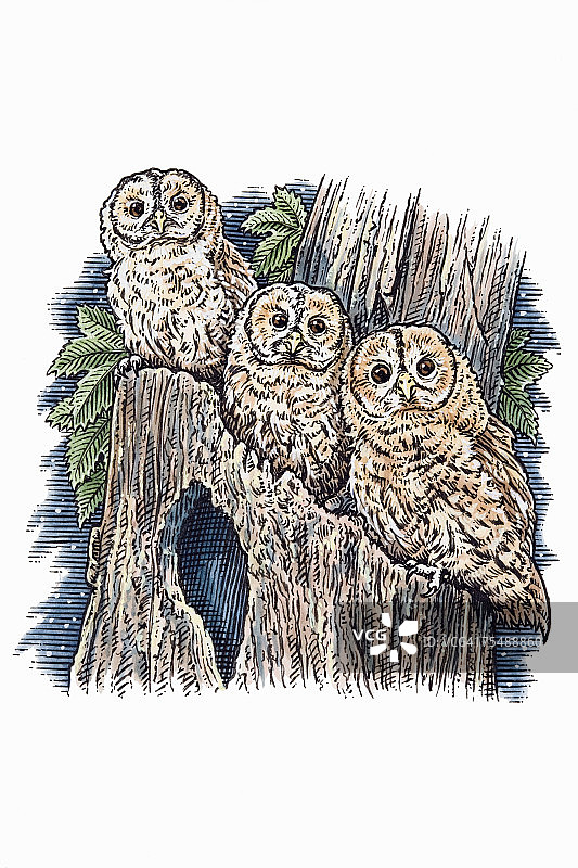 Strix aluco，三只红褐色猫头鹰栖息在绿树枝上图片素材