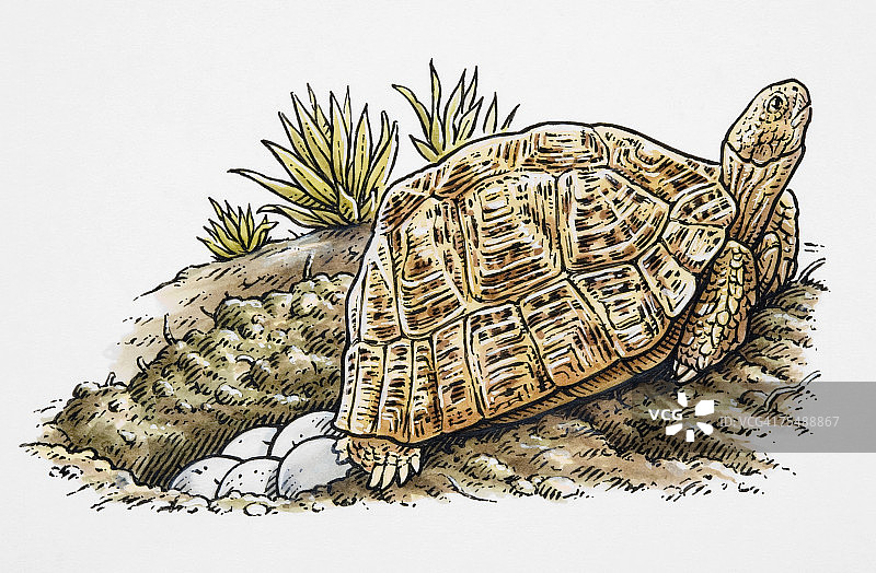 豹纹陆龟：雌性在地面洞中产卵侧视图图片素材