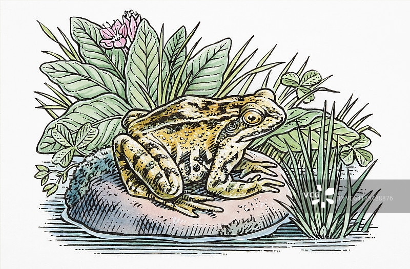 Rana temporaria，栖息在河中岩石上的欧洲普通青蛙，周围是水生植物，侧视图图片素材
