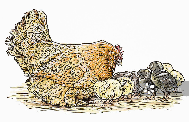 家鸡和黄色及灰色小鸡的侧面图图片素材