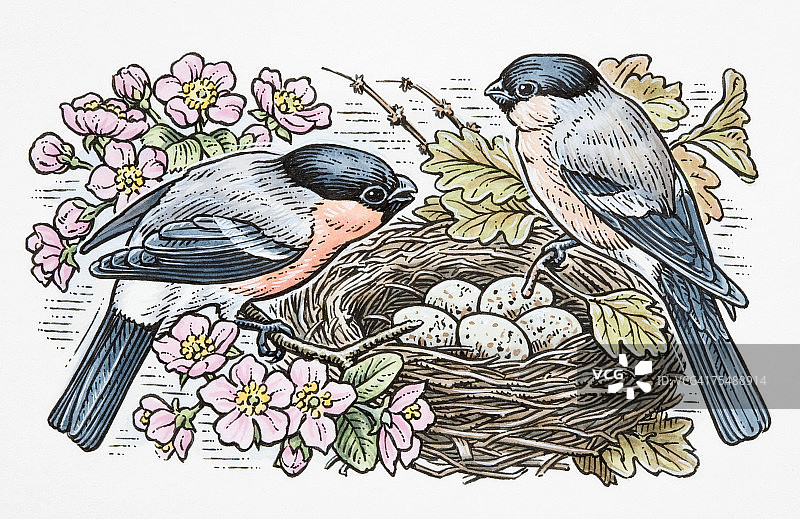 卡通风格：两只红腹灰雀栖息在开花树枝上，旁边是装满蛋的鸟巢图片素材