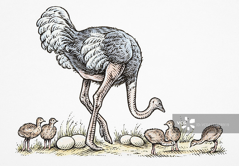 卡通：正在啄地面的站立鸵鸟，周围有蛋和小鸵鸟图片素材