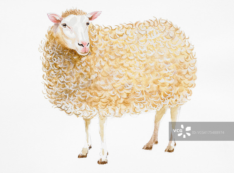 家养绵羊图片素材