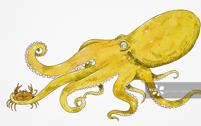 绿色章鱼的触手抓住螃蟹图片素材