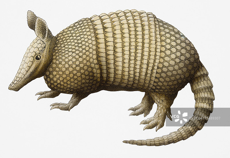 九带犰狳图片素材