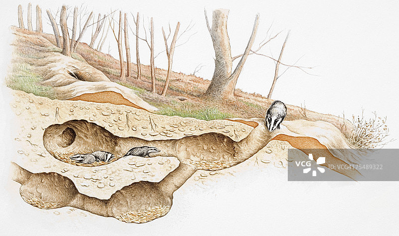 獾在洞穴中活动的地下横截面视图图片素材