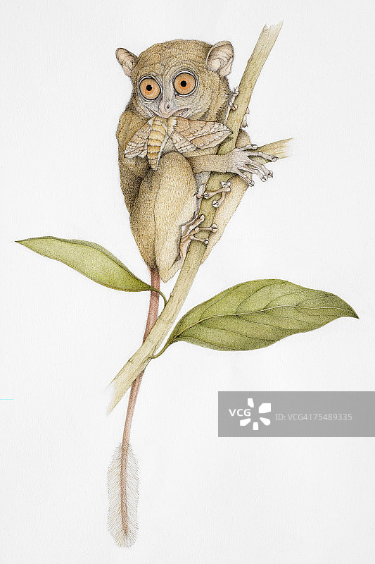 邦加眼镜猴，栖息在植物茎上，嘴里叼着死昆虫，正面视角图片素材