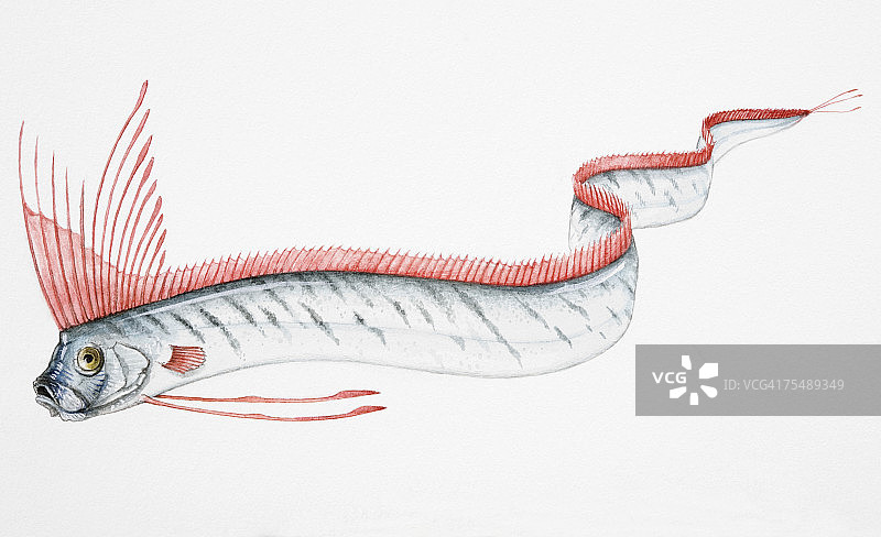 皇带鱼侧视图图片素材