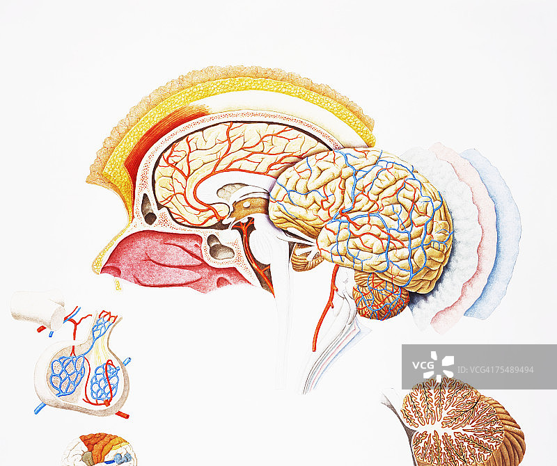 人脑爆炸横截面图片素材