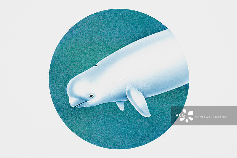 白鲸头部图片素材