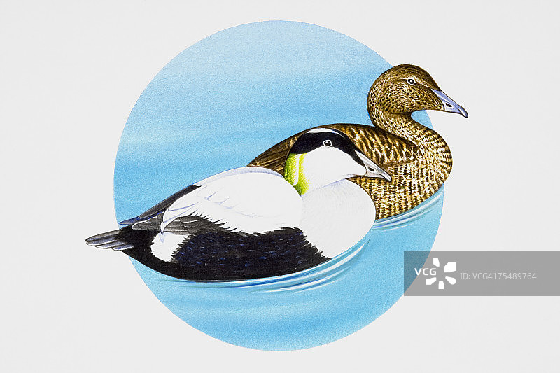 在水中游泳的普通绒鸭图片素材