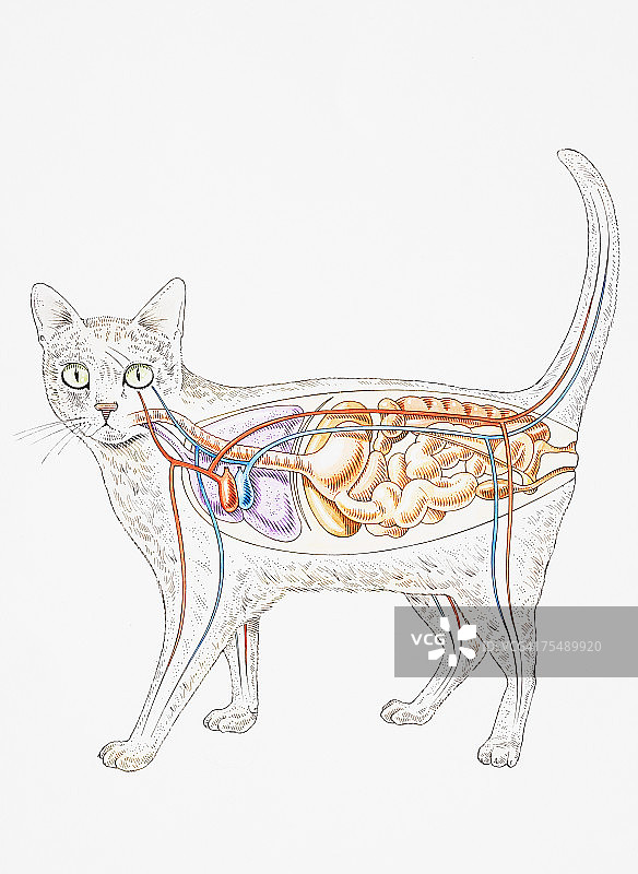 家猫（Felis catus）的内解剖结构，显示器官图片素材