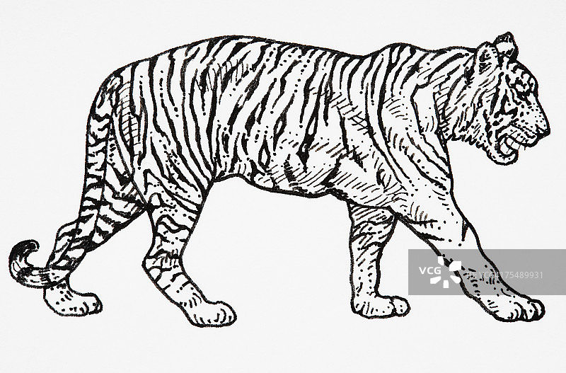 向前行走的虎（Panthera tigris）图片素材