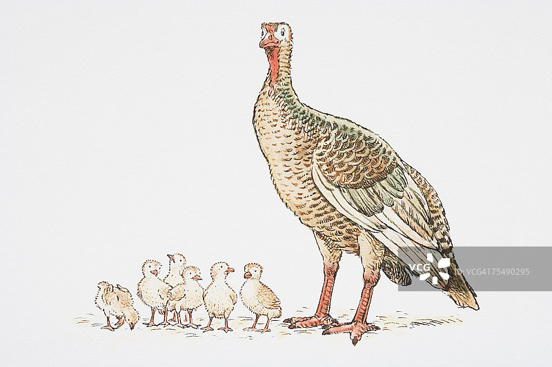 带着六只小鸟的大鸟图片素材