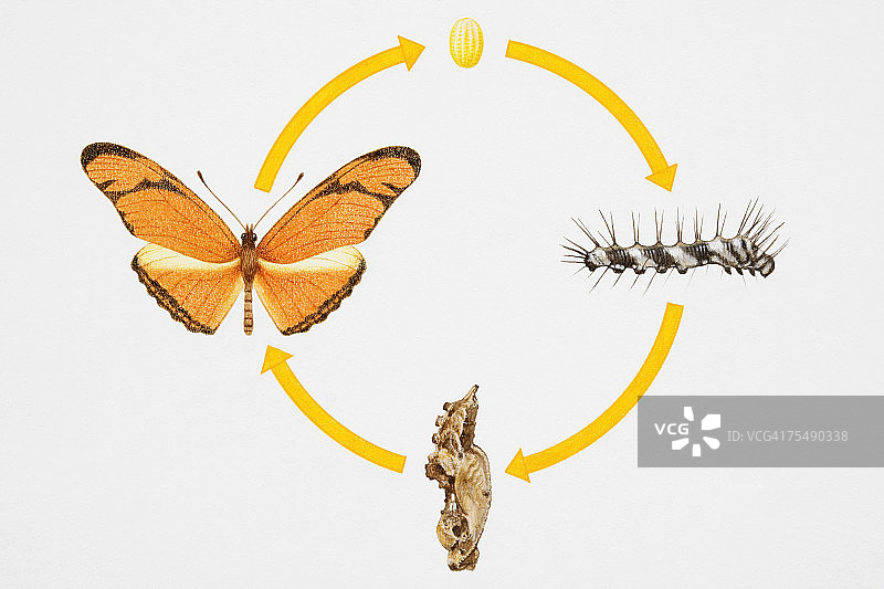 蝴蝶从卵到成虫的四个生命周期阶段图片素材