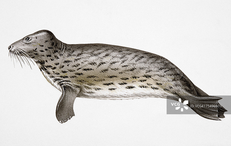 灰海豹图片素材