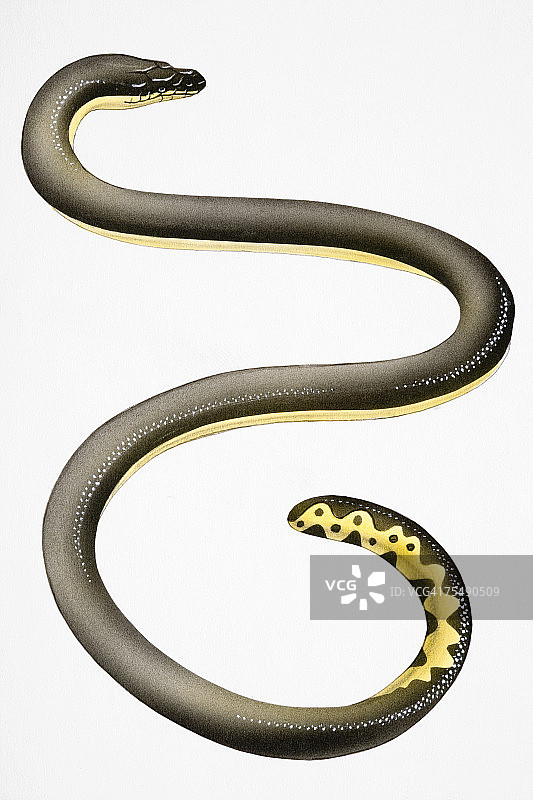 长身鳗鱼图片素材