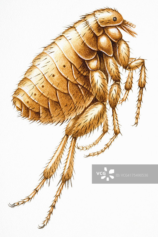 跳蚤（蚤目）：小型无翅昆虫图片素材