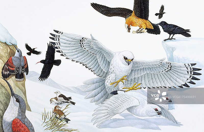 飞行和觅食中的猛禽、啄木鸟、乌鸦和海鸥图片素材