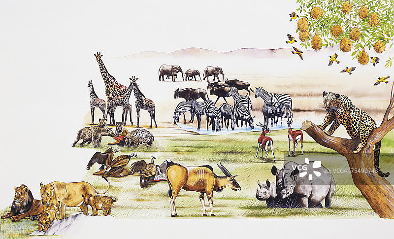 非洲动物精选图片素材