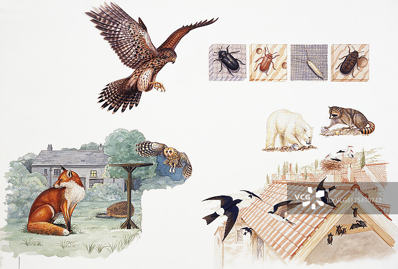 精选野生动物和昆虫图片素材