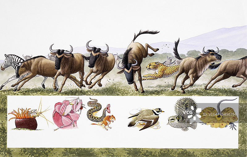 猎豹在非洲草原上捕猎角马图片素材