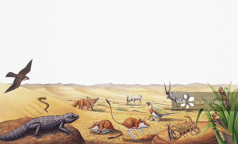 精选沙漠野生动物图片素材