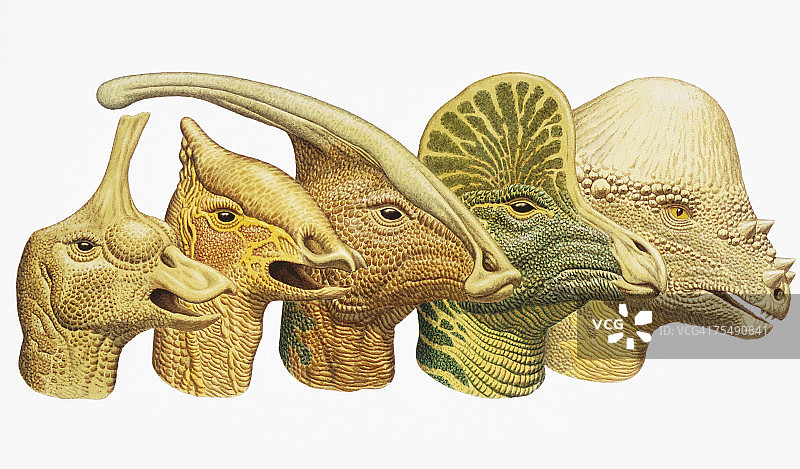 一排五个恐龙头图片素材