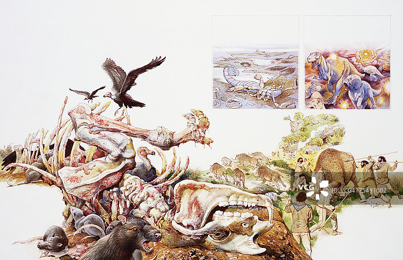 秃鹫、鵟和野生动物以动物尸体为食图片素材