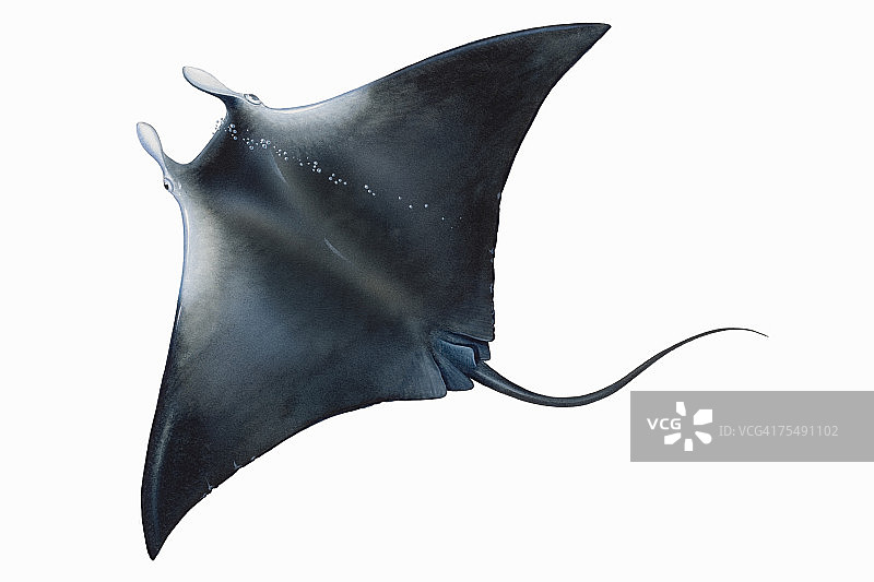 黑背蝠鲼（双吻前口蝠鲼）的仰视视角图片素材