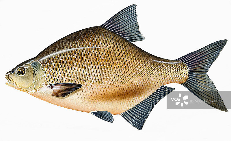 欧鳊，淡水鱼图片素材