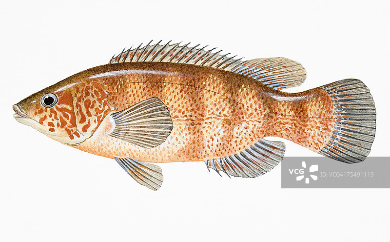 海鲫鱼图片素材