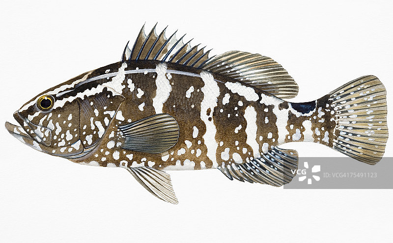 石斑鱼图片素材