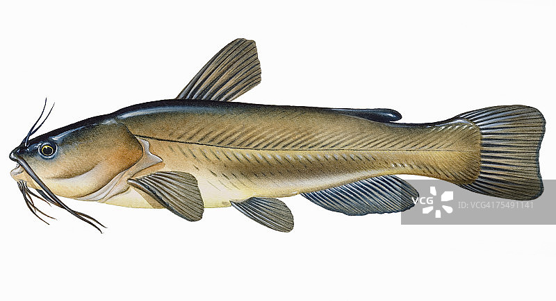 黑鲶（Ameiurus melas），鲶鱼的一种图片素材