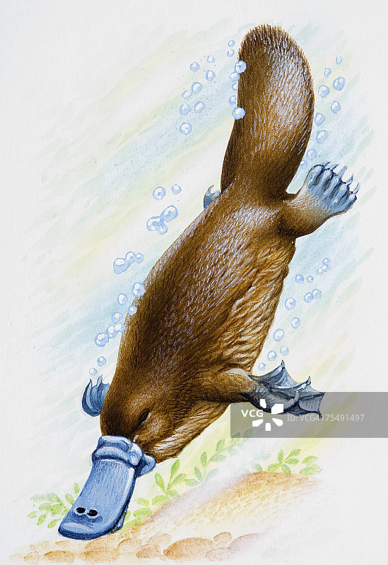 鸭嘴兽在水下潜水图片素材