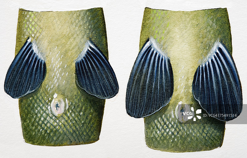 雄鱼和雌鱼泄殖腔图片素材