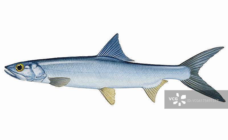 海鲢，辐鳍鱼图片素材