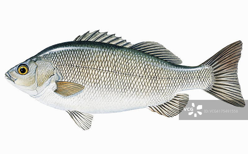 银鲈（Bidyanus bidyanus），淡水鱼图片素材