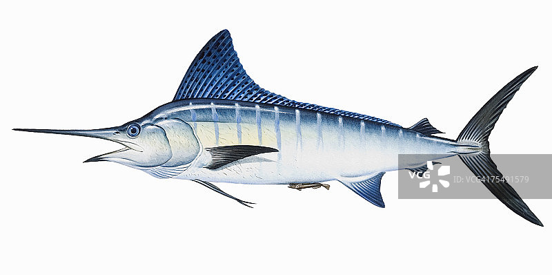 条纹马林鱼（Tetrapturus audax），长矛状上颚的咸水游钓鱼图片素材