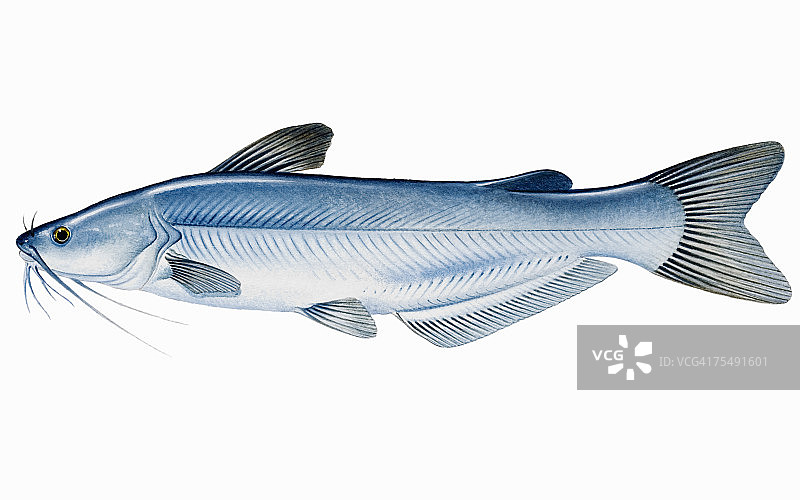 蓝鲶鱼（Ictalurus furcatus），淡水鱼图片素材
