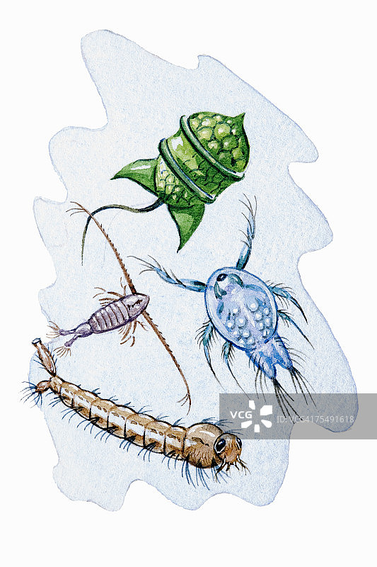 淡水昆虫和潜水甲虫幼虫的西鲱食物图片素材